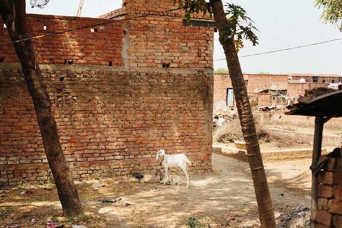 Live a Round Experience in Varanasi. 3 Days Tour - Day 2: Temple Exploration