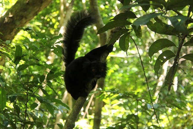 Lokobe Reserve - Tour Highlights and Itinerary