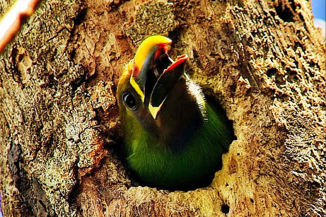 Looking for Toucans - Guided Birdwatching Opportunities