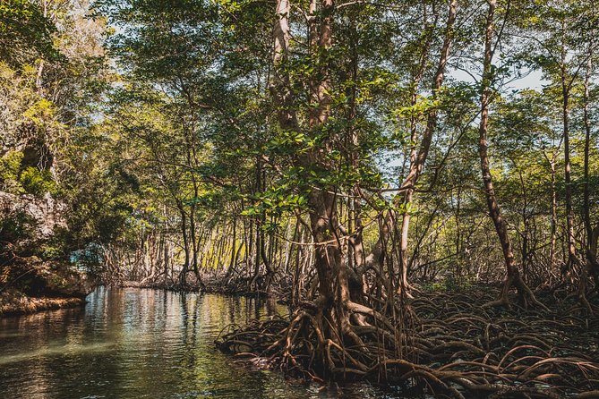 Los Haitises National Park Tour From Las Terrenas or Samana (Half Day Trip) - Transportation and Accessibility