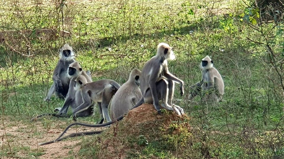 Lunugamvehera National Park (Yala Block V / VI ) Wild Safari - Safari Experience