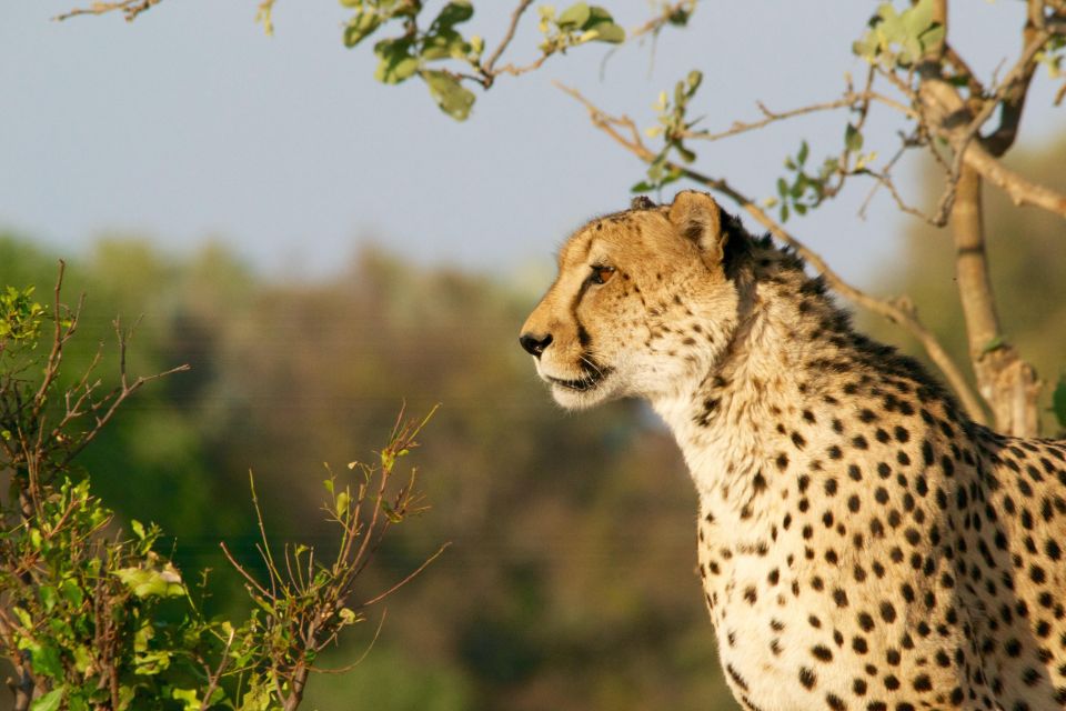 Luxury Kruger National Park: Safari & Panorama Route - Itinerary Highlights