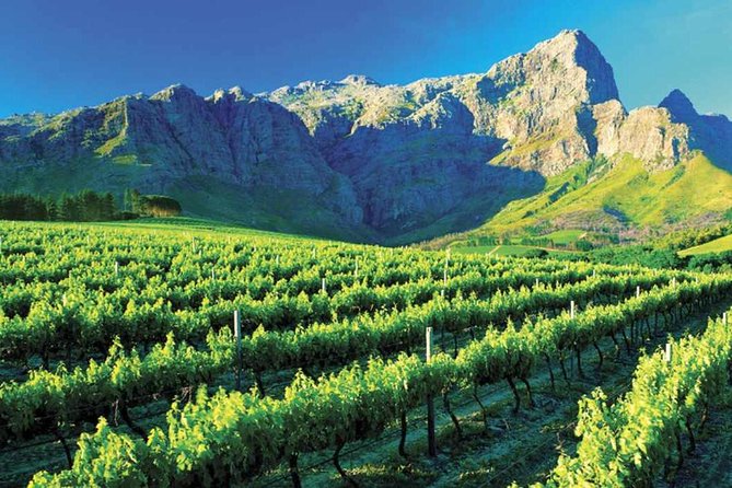 Luxury Wine Tour With Lunch - Wineries and Wine Tastings