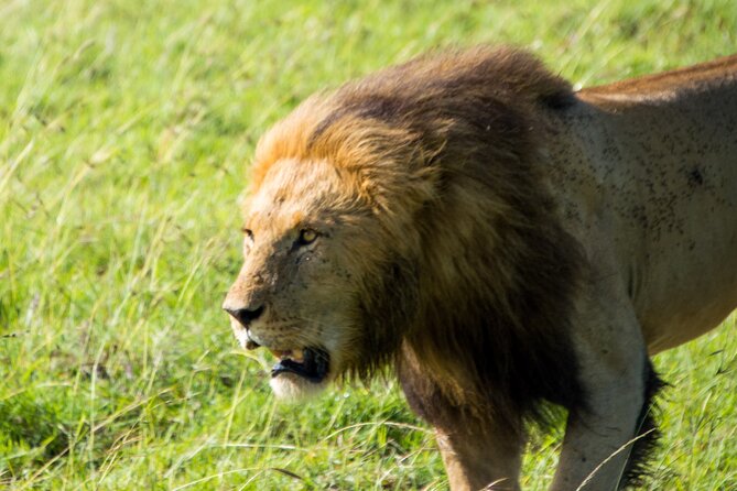 Maasai Mara National Reserve 3-Day Safari - Meeting and Pickup Information