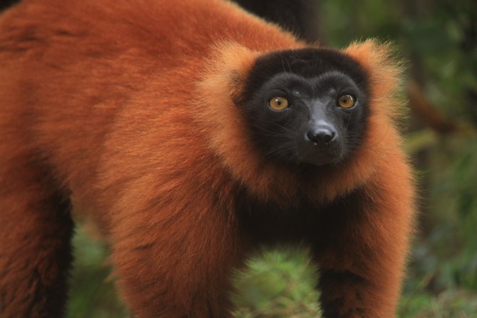 Madagascar Wildlife Tour for 02 Days - Wildlife Encounters