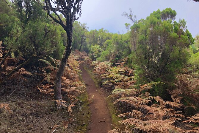 Madeira: Private Guided Walk Vereda Fanal PR13 - Inclusions and Experience