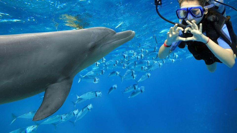 Makadi Bay: Dolphin Watching Boat Tour W/ Private Transfers - Itinerary and Experience