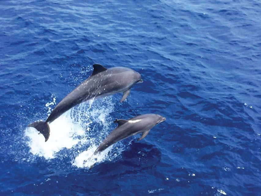 Mallorca: 2-Hour Dolphin Watching Cruise & Glass-Bottom Boat - Booking Information