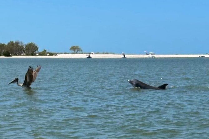 Manatee, Dolphin and 10,000 Islands Sunset Cruise! - Everglades National Park and Beyond