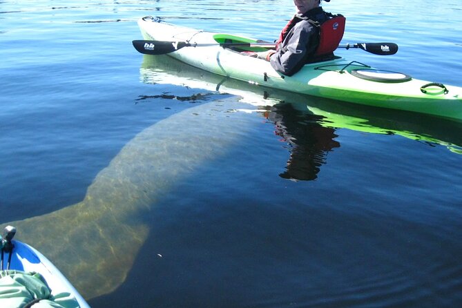 Manatee Kayak Encounter - Kayaking With Manatees