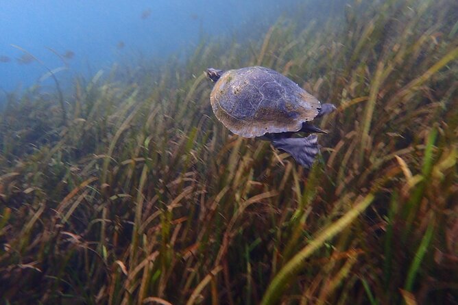 Manatees and Rainbow River by SCUBA or Snorkel - Wildlife Encounters