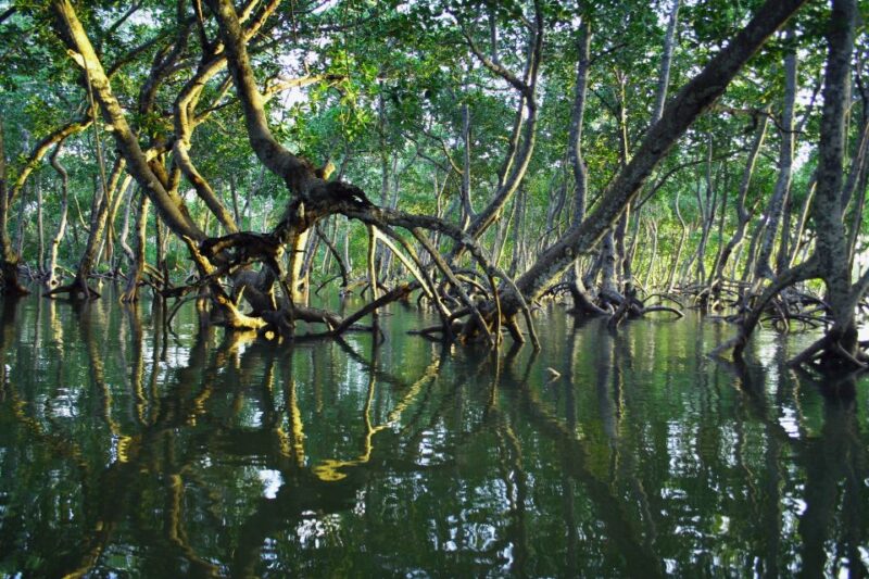 Mangrove Adventure in Bentota - Booking Information
