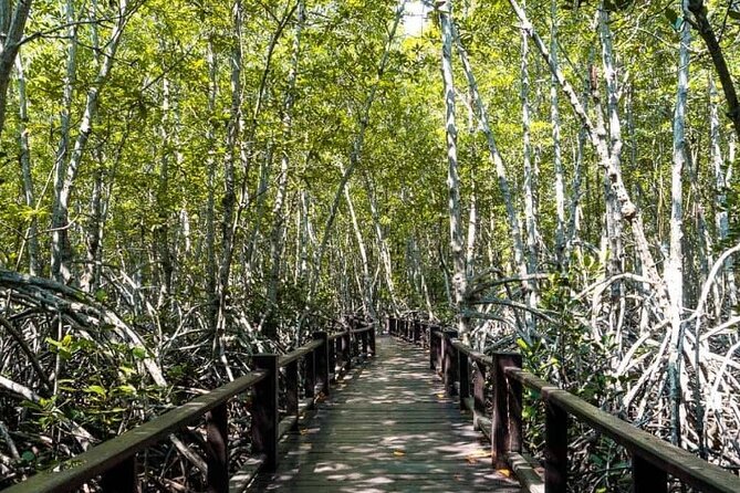Mangrove Forest Hike and River Boat Ride With Private Guide From Hua Hin - Itinerary Highlights