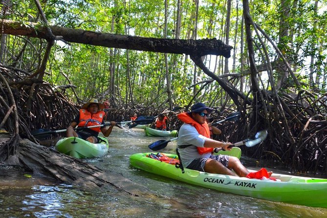 Mangrove Kayaking (Or Boat) Adventure - Wildlife and Ecosystem