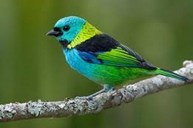 Mangrove Tour by Boat - (Birdwatching) Fauna and Flora - Half Day - Tour Pricing and Availability