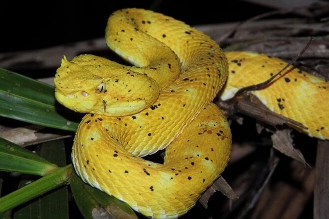 Manuel Antonio Jungle Night Tour - Inclusions