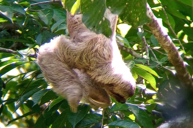 Manuel Antonio Rain Forest Park and Beach Tour - Wildlife and Group Size