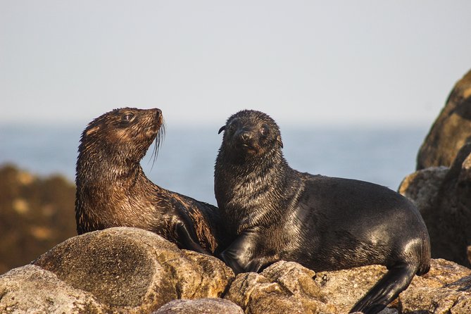 Marine Big 5 Safari From Cape Town - Best Seasons for Sightings