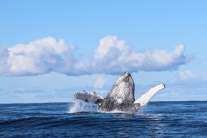Marine Big 5 Safari With Transport From Hermanus - Included Amenities and Services
