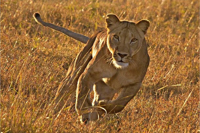 Masai Mara 3 Days Luxury Tented Safari - Pricing Information