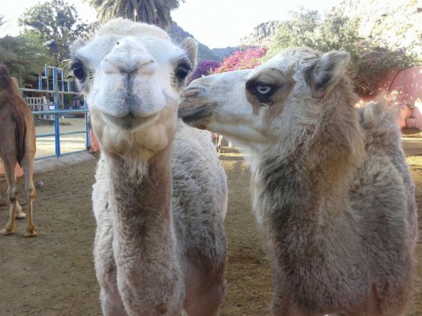 Maspalomas: Guided Camel Ride in the Maspalomas Sand Dunes - Booking Information