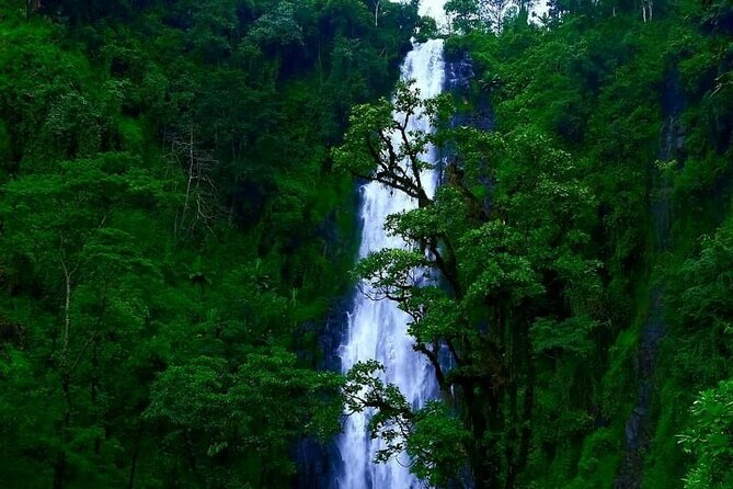 Materuni Waterfall - Coffee Tour or Chemka Hot Spring Tour - Highlights of the Coffee Tour