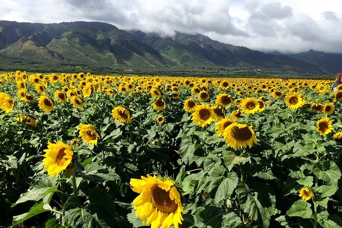 Maui Island Private Day Tour - Inclusions and Transportation