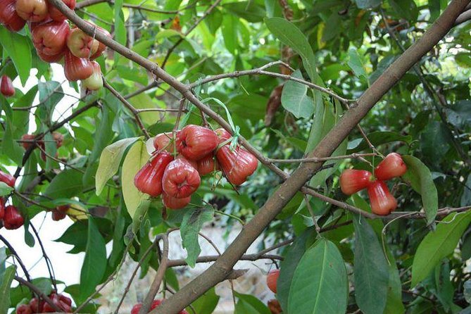 Mekong Delta Full Day by Speed Boat - Itinerary Details