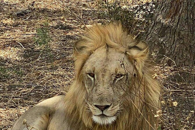 Mikumi National Park Day Trip - Day Trip Itinerary