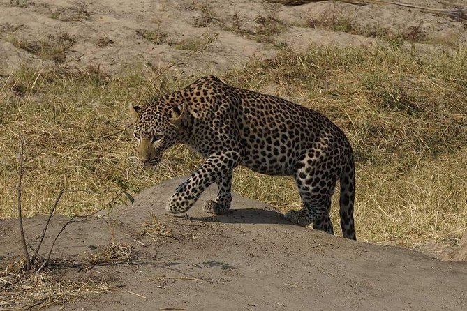 Mikumi National Park in a Day - a Day Tour From Morogoro - Wildlife Sightings on Safari
