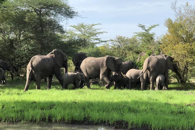 Mikumi Safari Tour: Day Trip Return Flight From Zanzibar - Itinerary and Logistics