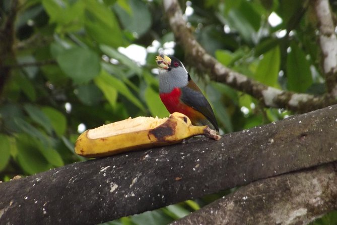 Mindo Cloud Forest (Private Day Trip From Quito) - Biodiversity in the Cloud Forest
