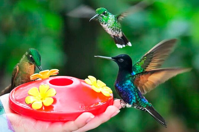 Mindo Orchids & Hummingbirds - Birdwatching and Orchid Appreciation