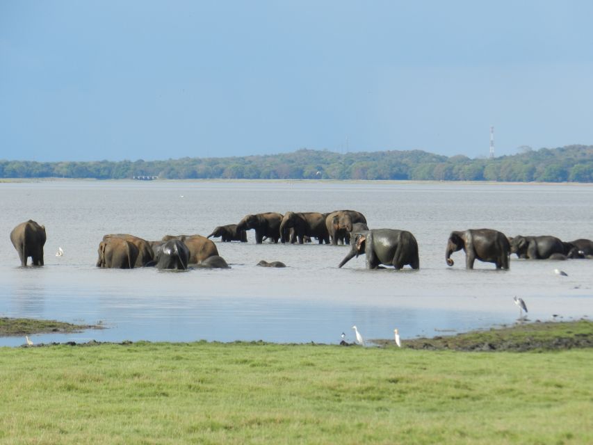 Minneriya Elephant Gathering Spectacle - Observing Elephant Social Dynamics