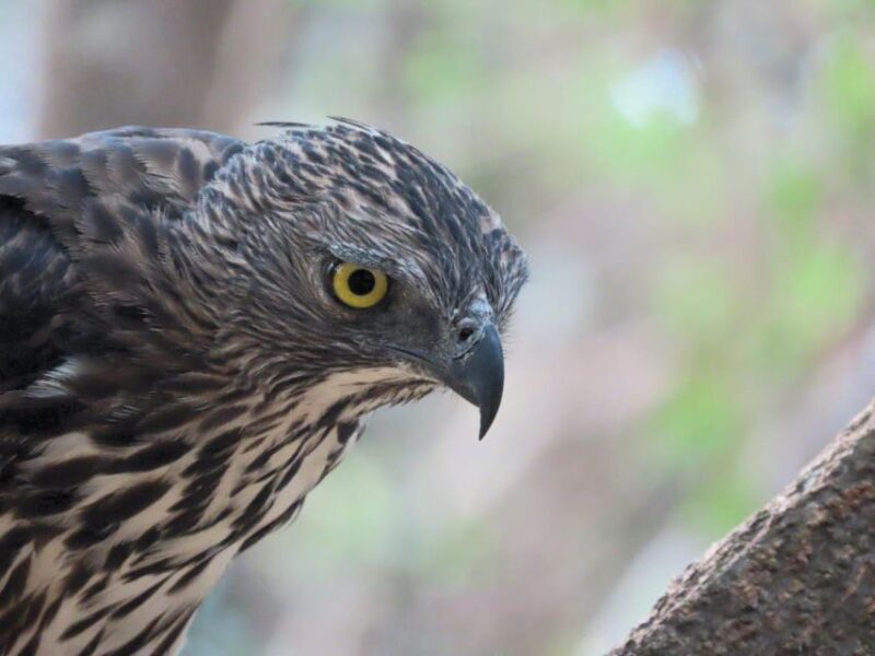 Minneriya/Kaudulla/Hurulu National Park Safari - Wildlife and Highlights