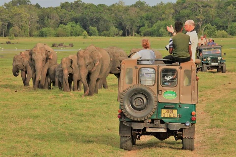 Minneriya National Park Elephant Jeep Safari - Encounter the Largest Gathering