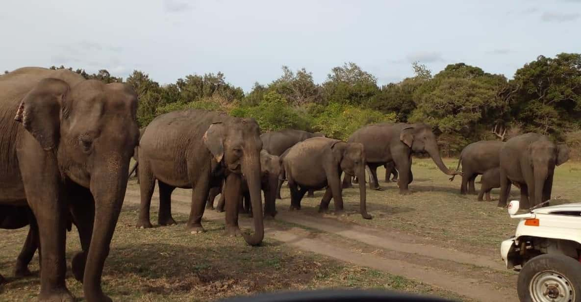 Minneriya National Park Excursion - Safari Activity Details