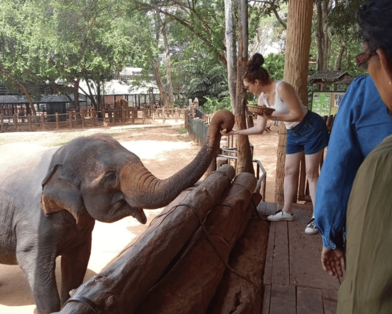 Mirissa: Udawalawe & YALA Safaris + Lunch, Drop Off: Ella - Elephant Transit Home Visit