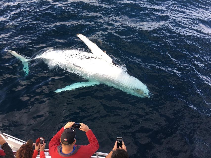 Mirissa Whale Watching Experience With Seafood Lunch - Booking Details