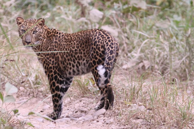 Mission Tiger, 4 Days Tour Inside Chitwan National Park. - Wildlife Encounters