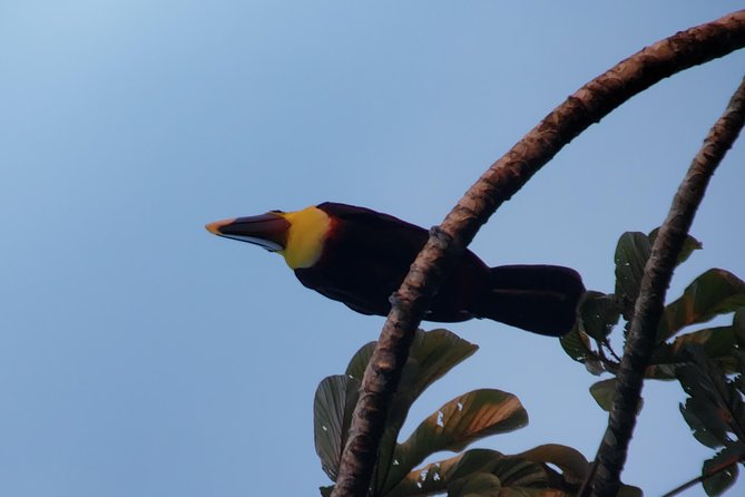 Mistico Park Arenal Hanging Bridges & Volcano Walk - Rainforest Exploration Experience