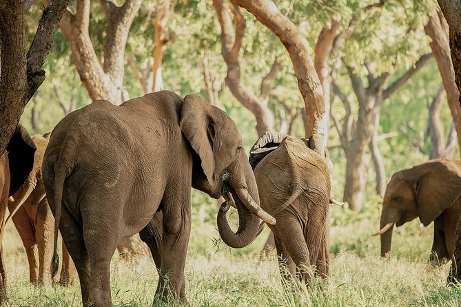 Moments With Elephants - Transportation and Comfort