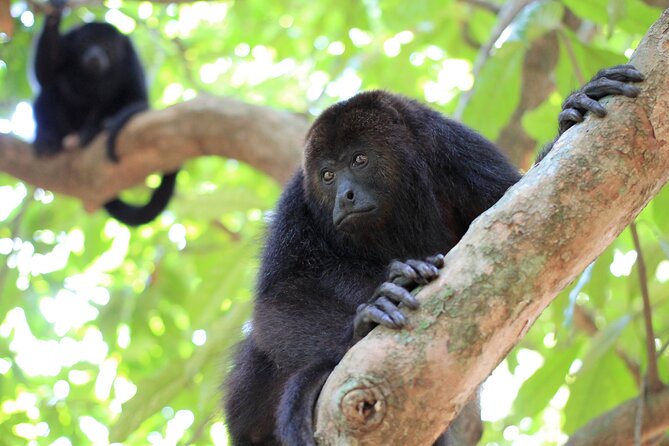 Monkey River Tour (With Transportation From Hopkins) - Experiencing Local Fishing Traditions