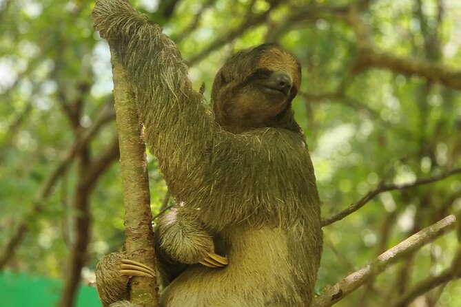 Monkeys and Sloths in Their Natural Habitat Roatan Eco Tour - Meeting and Pickup Location
