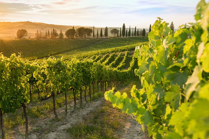 Montalcino: Brunello Wine Tasting Experience - Featured Wines