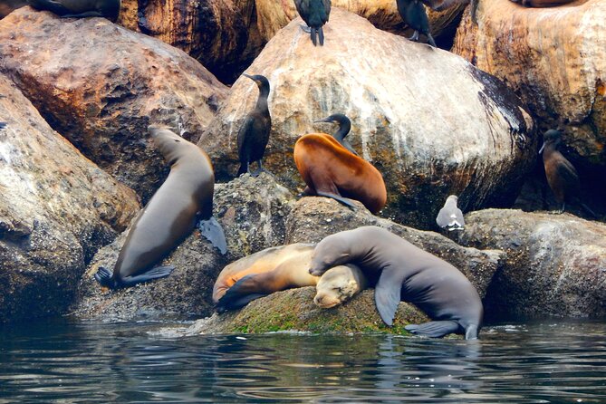 Monterey Bay Full-Day Kayak Rental: Otters, Seals and Sea Lions - Rental Package Inclusions