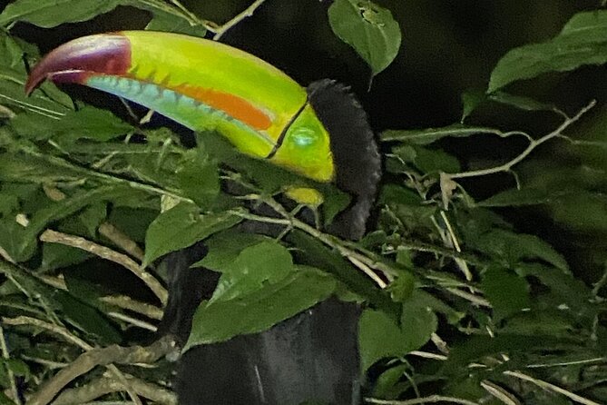 Monteverde Tropical Forest Night Tour - Unpredictable Nature of the Tour