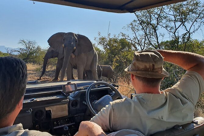 Morning Game Drive Safari Near Hoedspruit - Safari Highlights