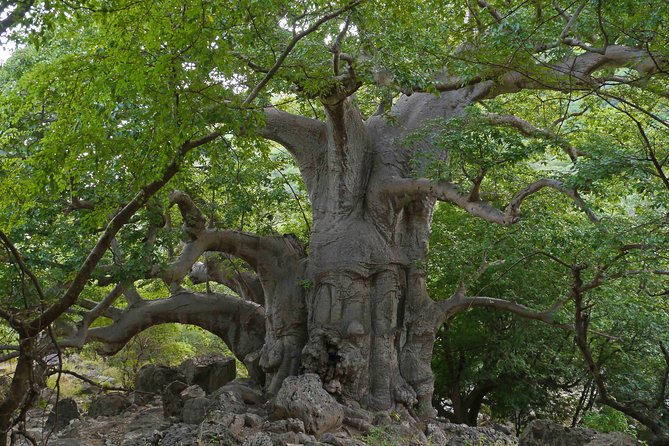 Mountain Tour - Darbat Falls, Jebel Samhan, Sinkholes, Baobabs - Scenic Views From Samhan Mountain