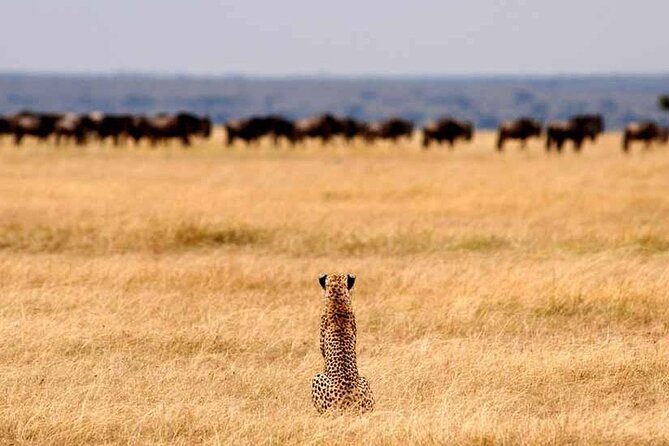 Multi-Day Camping Safari Experience in Arusha - Accommodations and Campsite